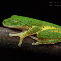 Pseudophilautus poppiae Megaskumbura & Manamendra-Arachcchi, 2005